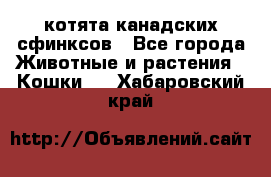 котята канадских сфинксов - Все города Животные и растения » Кошки   . Хабаровский край